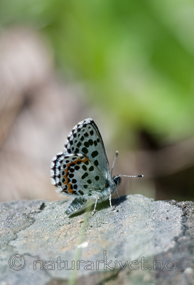 BB 13 0086 / Scolitantides orion / Klippeblåvinge